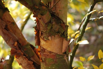 Betula albosinensis - bříza čínská - borka